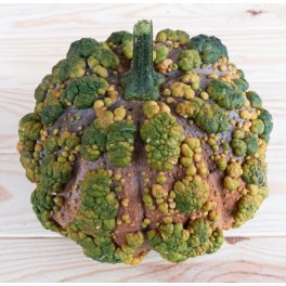 Semilla calabaza Pomme d'Or  (ecológica)