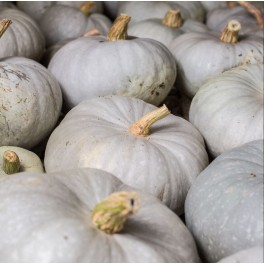 Semilla calabaza Courge Bleu de Hongrie (ecológica)