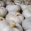 Llavor carbassa Courge Bleu de Hongrie (ecològica)