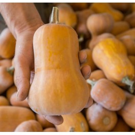 Llavor carbassa Moschata Butternut Honey Nut (ecològica)