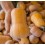 Graines de citrouille Moschata Butternut Honey Nut (biologique)
