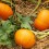 Llavor carbassa Courge Pepo Baby Pam (ecològica)
