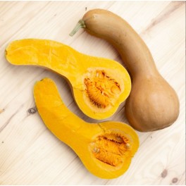 Semilla calabaza Courge Moschata Canada Crookneck (ecológica)