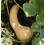 Graines de citrouille Moschata Canada Crookneck (biologique)