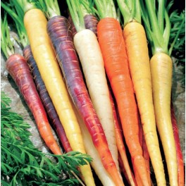 Semilla zanahoria En mélange de couleurs (ecológica)