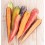 Llavor pastanaga En mélange de couleurs (ecològica)
