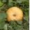 Llavor carbassa Courge Maxima Jaune Gros de Paris (ecològica)