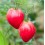 Graines de Tomate Anna Russian (biologique)