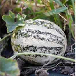 Graines de Melon Lunéville (biologique)