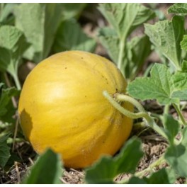 Llavor meló Boule d’Or (ecològica)