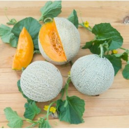 Semilla melón Sucrin de Tours (ecológica)