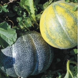Semilla melón Petit Gris de Rennes (ecológica)