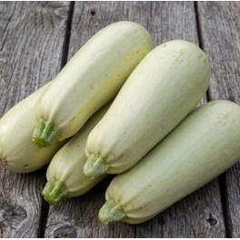 Semilla calabacín Blanche d’Égypte (ecológica)