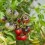 Semilla tomate Blue Beauty (ecológica)