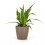 Safata planta interior variada (test 8 cm ø) (10 - 18 unitats)