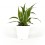 Bandeja de plantas interiores variada (vaso 8 cm ø) (10 - 18 unidades)