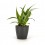 Bandeja de plantas interiores variada (vaso 8 cm ø) (10 - 18 unidades)