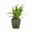 Bandeja de plantas interiores variada (vaso 8 cm ø) (10 - 18 unidades)