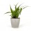 Safata planta interior variada (test 8 cm ø) (10 - 18 unitats)