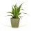 Safata planta interior variada (test 8 cm ø) (10 - 18 unitats)