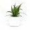 Safata planta interior variada (test 8 cm ø) (10 - 18 unitats)