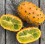 Semilla Kiwano Concombre Cornu d’Afrique (ecológica)