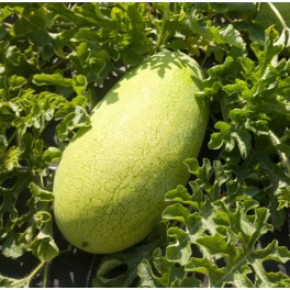 Semilla sandía Ali Baba (ecológica)