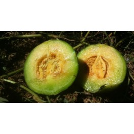 Graines de melon català de secà (biologique)