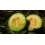 Graines de melon català de secà (biologique)