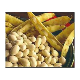 Semilla alubia Pocha Rastrojera (Baja) (tradicional vasca)