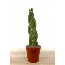 Sansevieria trenzada muy grande (maceta 17 cm Ø) ejemplar único