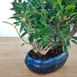 Bosque de Bonsai Ficus Retusa 9 años - ejemplar único