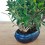 Ficus Retusa 6 ans (bonsaï en pierre), spécimen unique