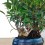 Bosque de Bonsai Ficus Retusa 9 años - ejemplar único