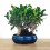 Bosque de Bonsai Ficus Retusa 9 años - ejemplar único