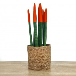 Sansevieria puntas naranja grande + cubremacetas yute (maceta 12 cm Ø) ejemplar único