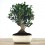 Olivo 14 años, bonsai ejemplar único
