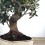 Olivo 14 años, bonsai ejemplar único