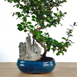 Carmona 10 anos (bonsai em pedra), exemplar único