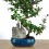 Carmona 10 anos (bonsai em pedra), exemplar único
