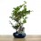 Carmona 10 anos (bonsai em pedra), exemplar único