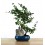 Carmona 10 años (bonsai en piedra) ejemplar único