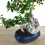 Carmona 10 anys (bonsai en pedra) exemplar únic