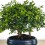 Bosque de Bonsai Sageretia 9 años - ejemplar único