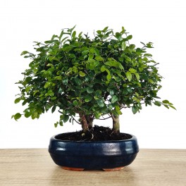 Bosc de Bonsai Sageretia 9 anys - exemplar únic