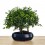 Bosque de Bonsai Sageretia 9 años - ejemplar único