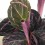Calathea Roseopicta Dottie + pot céramique (pot de 12 cm Ø) exemplaire unique