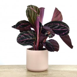 Calathea Roseopicta Dottie + cubremacetas cerámica (maceta 12 cm Ø) ejemplar único