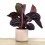 Calathea Roseopicta Dottie + pot céramique (pot de 12 cm Ø) exemplaire unique