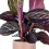 Calathea Roseopicta Dottie + test ceràmica (test 12 cm Ø) exemplar únic